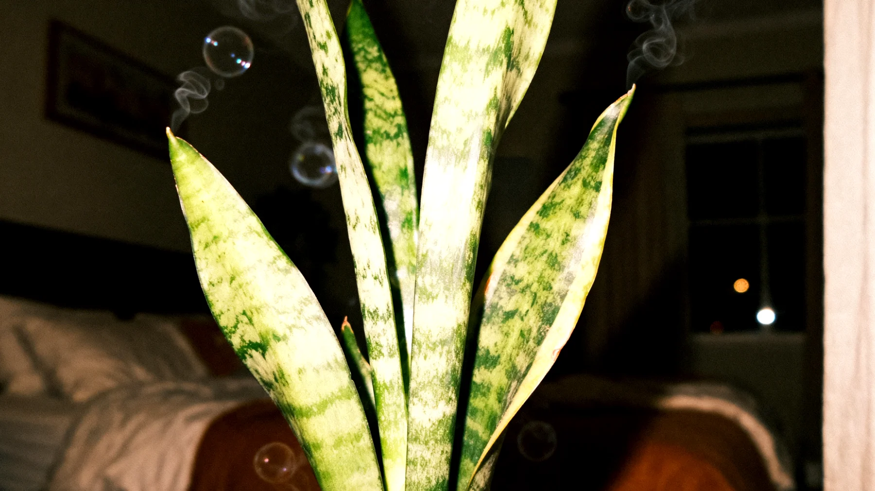 Sansevieria"